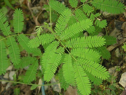 英國專家的研究表明，植物是有“語言”的