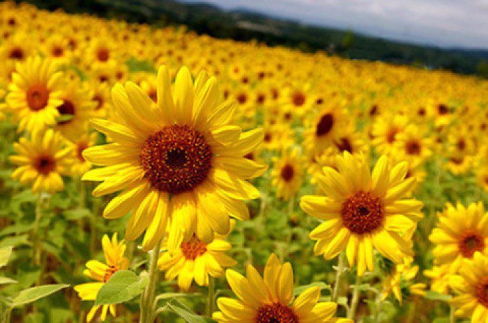 英國專家的研究表明，植物是有“語言”的