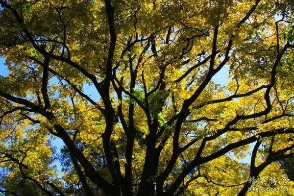 你知道如何種植苗木才能賺錢嗎?