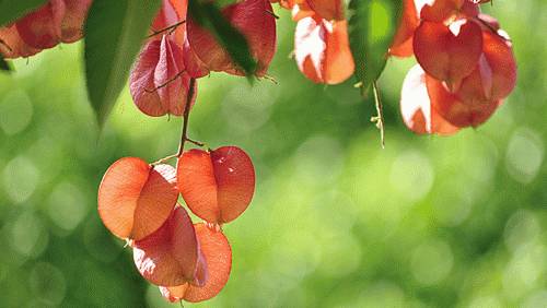 你知道如何種植苗木才能賺錢嗎?