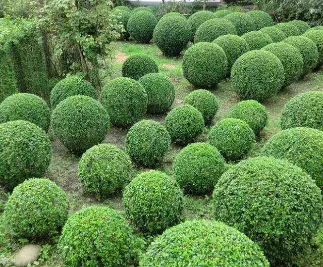 2017年南北苗木的發(fā)展趨勢又將是怎樣的?