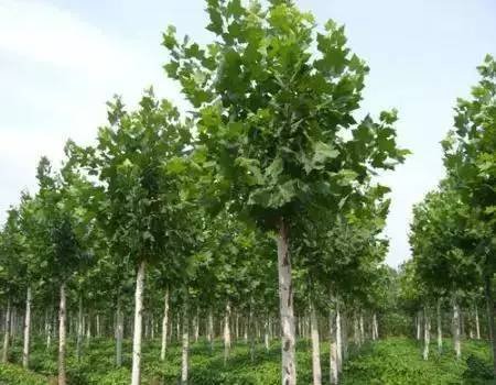 2017年南北苗木的發(fā)展趨勢又將是怎樣的?