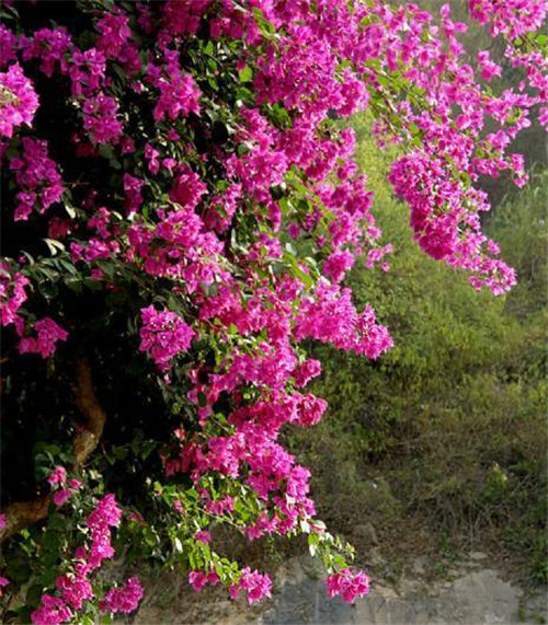 在公園經常能見到的花卉