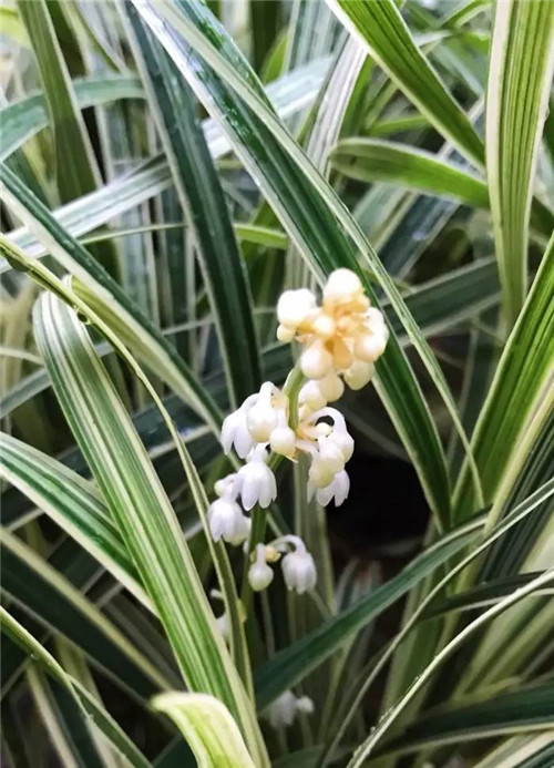 在公園經常能見到的花卉
