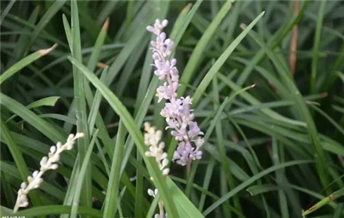在公園經常能見到的花卉