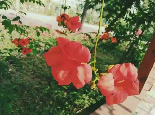 在公園經常能見到的花卉