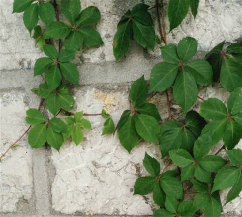 在公園經常能見到的花卉