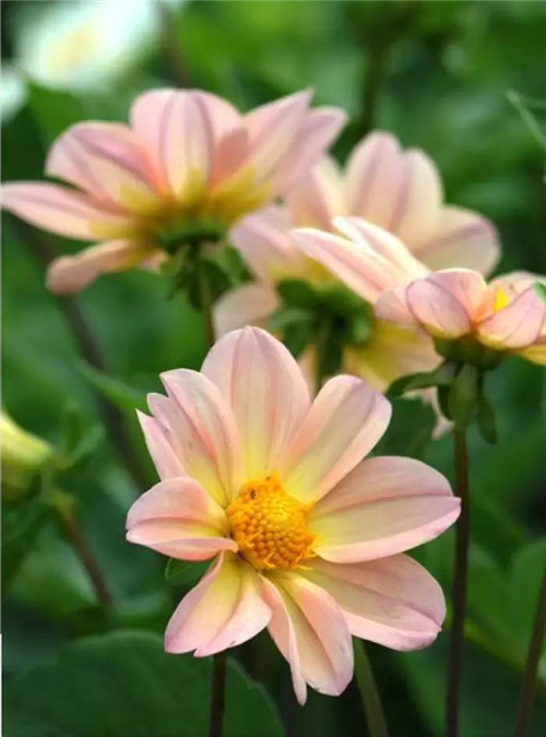 在公園經(jīng)常能見到的花卉