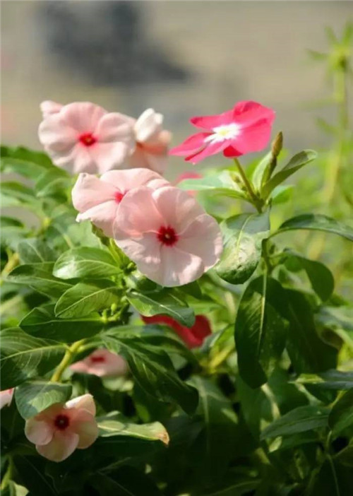 在公園經(jīng)常能見到的花卉