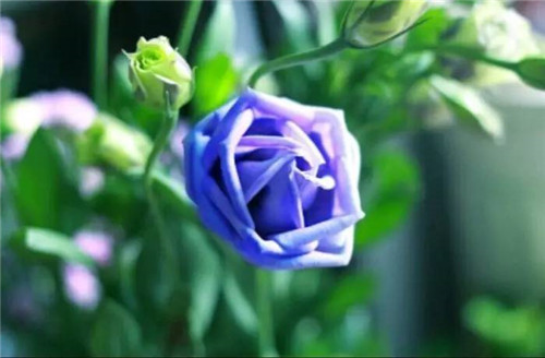 在公園經(jīng)常能見到的花卉