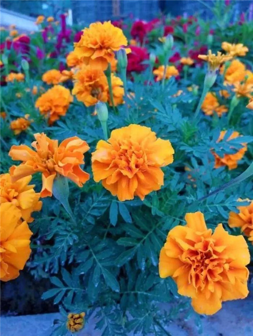 在公園經(jīng)常能見到的花卉