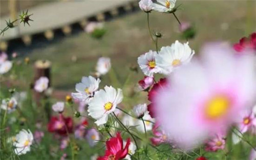 在公園經(jīng)常能見到的花卉