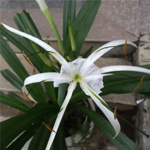 在公園經(jīng)常能見到的花卉