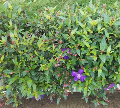 在公園經(jīng)常能見到的花卉