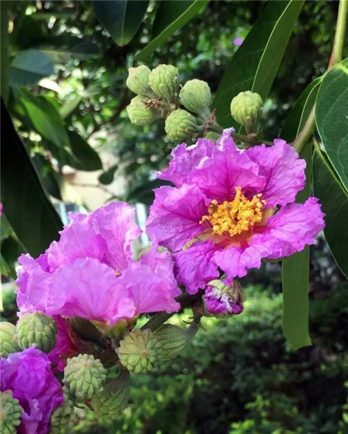 在公園經(jīng)常能見到的花卉