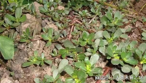 植物也會像動物一樣爭奪地盤以維持生存？