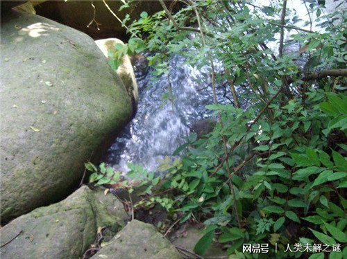 植物也會像動物一樣爭奪地盤以維持生存？