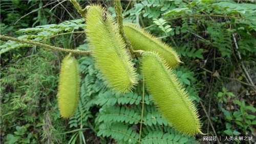 植物也會像動物一樣爭奪地盤以維持生存？
