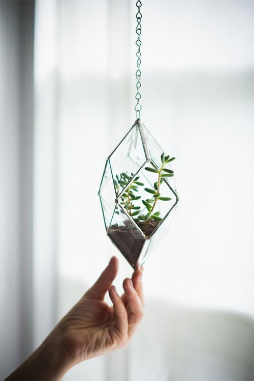 植物美學中的微景觀玻璃花房