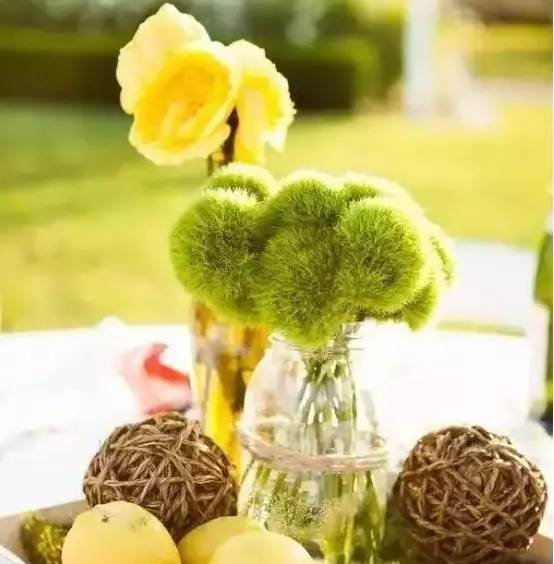 放上這些綠植，讓整個家清新又活力