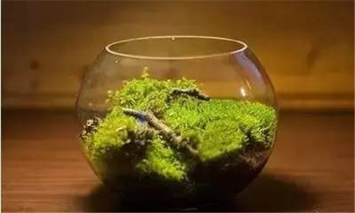 放上這些綠植，讓整個家清新又活力