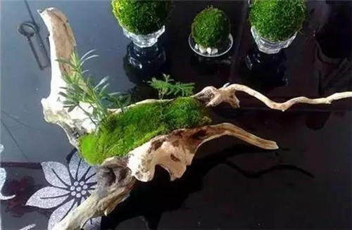 放上這些綠植，讓整個家清新又活力