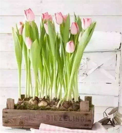 放上這些綠植,讓整個家清新又活力