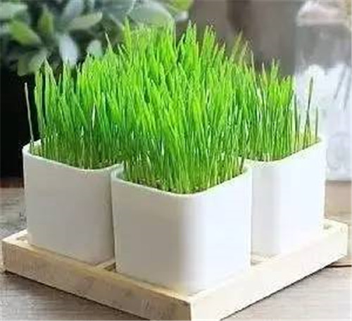 放上這些綠植,讓整個家清新又活力