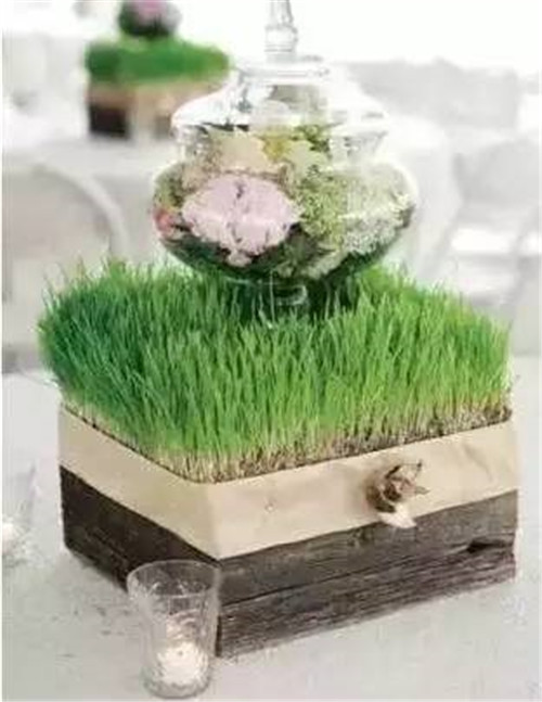 放上這些綠植,讓整個家清新又活力