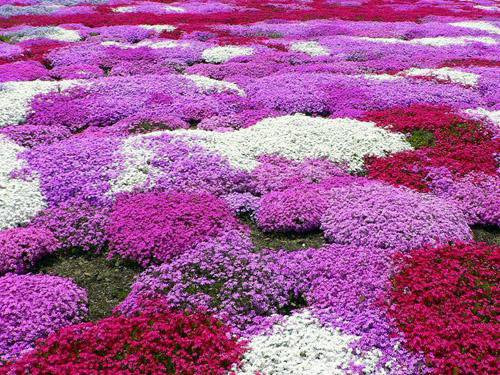 美麗的園林花鏡常用植物