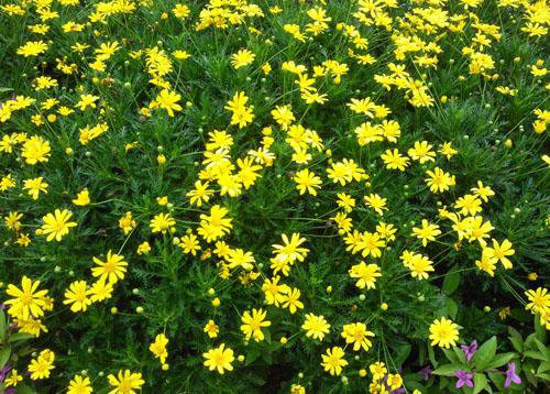 美麗的園林花鏡常用植物