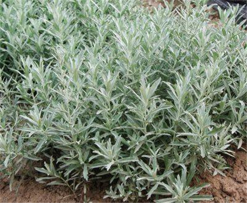 美麗的園林花鏡常用植物