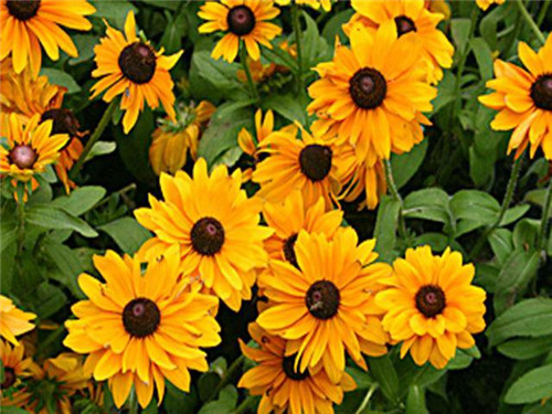 美麗的園林花鏡常用植物