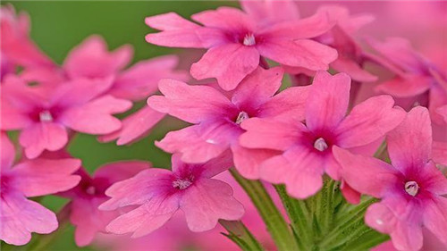 美麗的園林花鏡常用植物