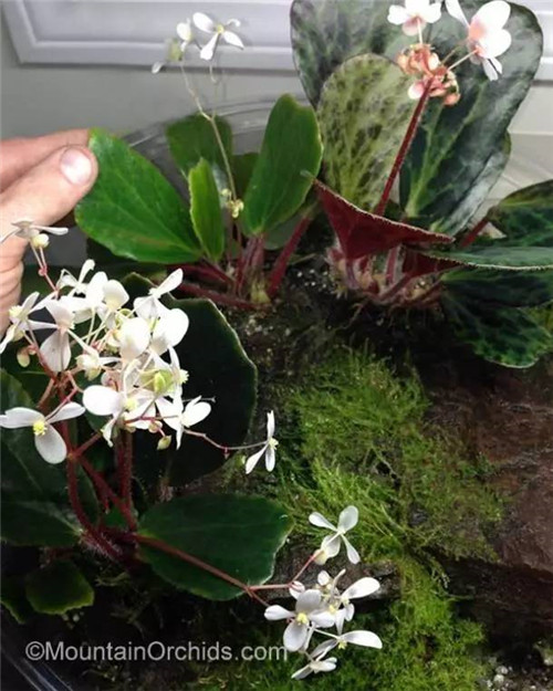 從雨林崖壁到城市綠洲 盧浮宮旁的垂直花園 