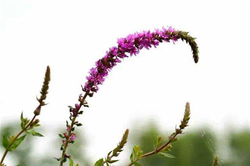 洪澤湖濕地千屈菜花驚艷綻放