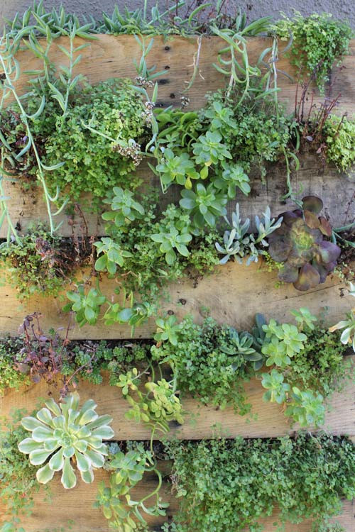 你也可以自己動手打造一個(gè)微型垂直花園