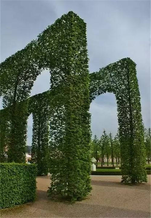 出乎意料的植物景觀