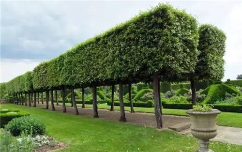 出乎意料的植物景觀