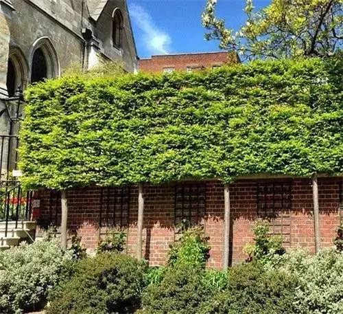 出乎意料的植物景觀