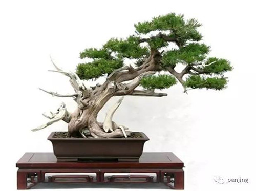 最值得收藏的九類盆景樹種