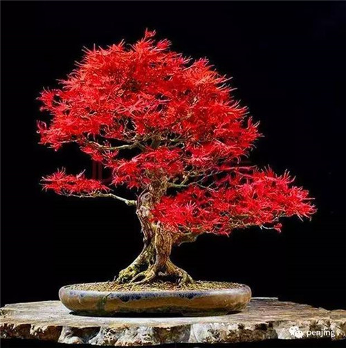 最值得收藏的九類盆景樹種