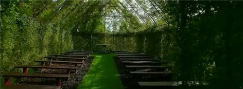 令人吃驚的植物景觀：一棟用樹種出的房子