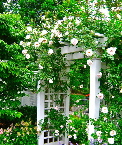 利用格子架打造完美花園的八個妙招