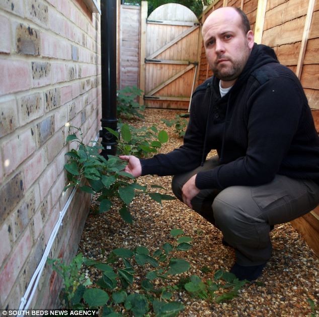 恐怖植物正在加拿大多倫多蔓延