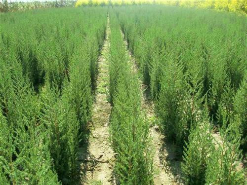 北方地區屋頂綠化常用植物(地被類)