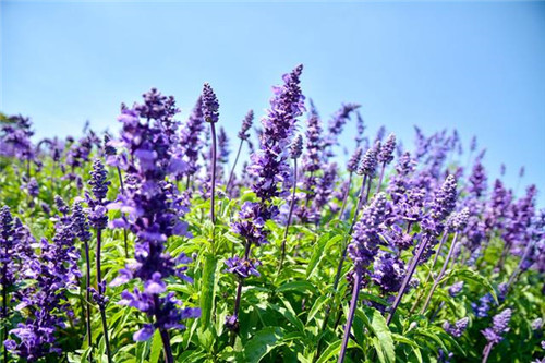 北方地區屋頂綠化常用植物(地被類)