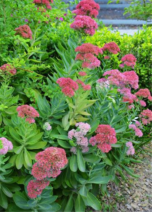 北方地區屋頂綠化常用植物(地被類)