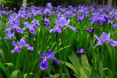 北方地區屋頂綠化常用植物(地被類)