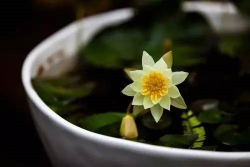 這七種植物 讓你的書房更有味道